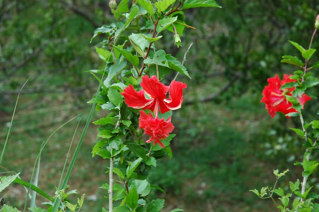 Yukurinaresort Okinawa Garden House โมโตบุ ภายนอก รูปภาพ